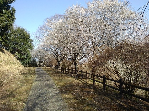 川崎城跡の丘の梅のある道（3月11日）