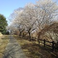 Photos: 川崎城跡の丘の梅のある道（3月11日）