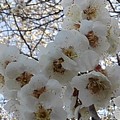 Photos: 川崎城跡の白い梅の花（3月11日）