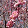 Photos: 川崎城跡のピンクの梅の花（3月11日）