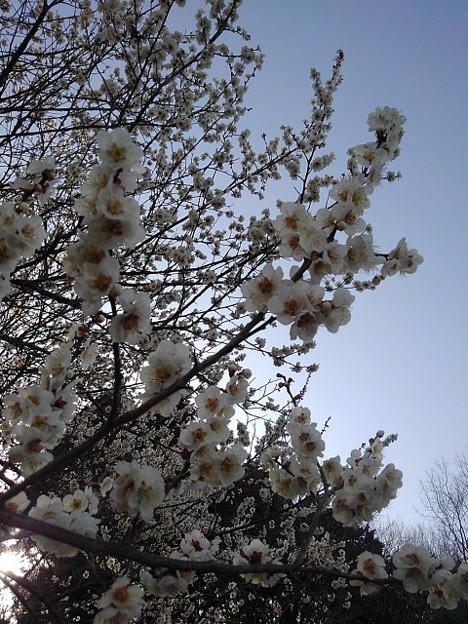 写真: 青空と似合う川崎城跡の白い梅（3月11日）