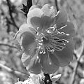 写真: 川崎城跡のピンクの梅の花・モノクロ（3月11日）