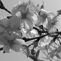川崎城跡の河津桜の花・モノクロ（3月11日）