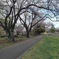 Photos: 長峰公園の咲き始めの桜の道（3月24日）