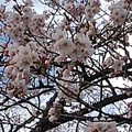Photos: 長峰公園の桜の花（3月24日）