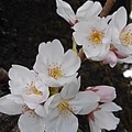 Photos: 長峰公園の小さな枝の桜の花（3月24日）