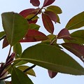 Photos: 低木の葉（3月9日）