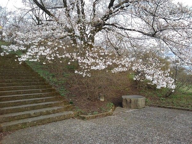 Photos: 長峰公園の丘の階段と桜（3月24日）