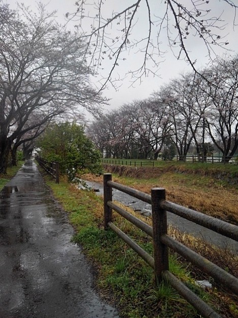 Photos: 丸太風の柵のある川沿いの道（3月26日）