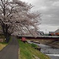 Photos: 桜の土手の道（3月27日）