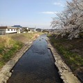 Photos: 橋の上からの川と桜（3月28日）