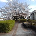 Photos: 桜と石畳の歩道（3月28日）