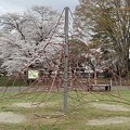 写真: 長峰公園の桜とジャングルジム（3月29日）