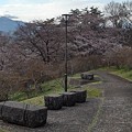 Photos: 長峰公園の丘のベンチと桜（3月24日）
