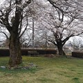 Photos: 小さな公園の桜（3月25日）