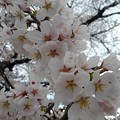 写真: 長峰公園の桜の花（3月29日）