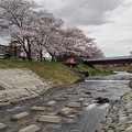 Photos: 桜と橋と堰（3月27日）