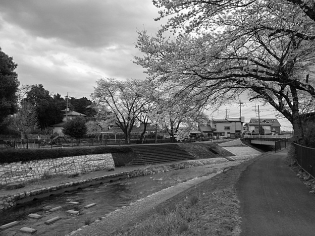 写真: 桜のトンネルと土手魚の絵の景色・モノクロ（3月27日）