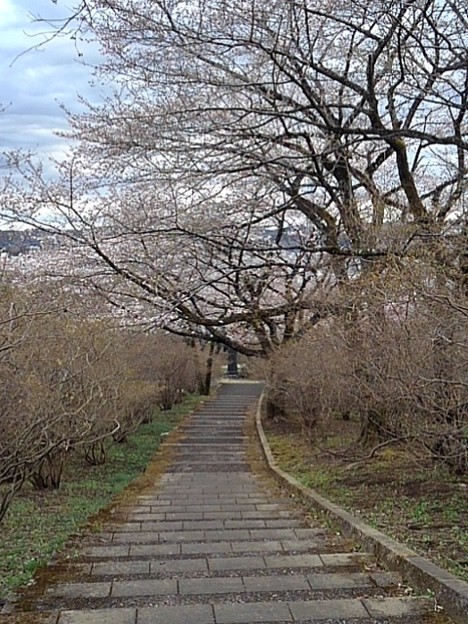 長峰公園の丘の階段の桜トンネル（3月24日）
