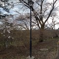 長峰公園の丘の街灯と桜（3月24日）