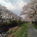 Photos: 桜のトンネル（4月1日）