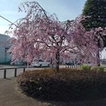 Photos: 矢板駅前のシダレザクラ（3月31日）
