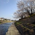 写真: 青空と川と桜（3月28日）
