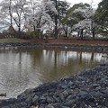 写真: 長峰公園の落ち着いた池（3月29日）