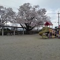 写真: 長峰公園の遊具広場の桜（3月29日）