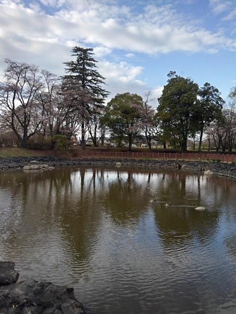 長峰公園の映り込みの池（3月24日）