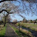 写真: 桜のトンネル（4月3日）