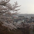 長峰公園の桜と市街地の眺め（3月29日）