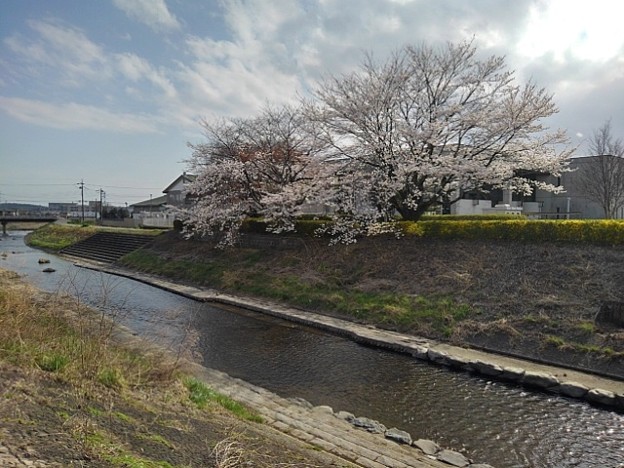 土手から見えた川と桜（3月28日）