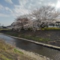 写真: 土手から見えた川と桜（3月28日）