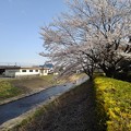 写真: 桜と綺麗な川（3月28日）