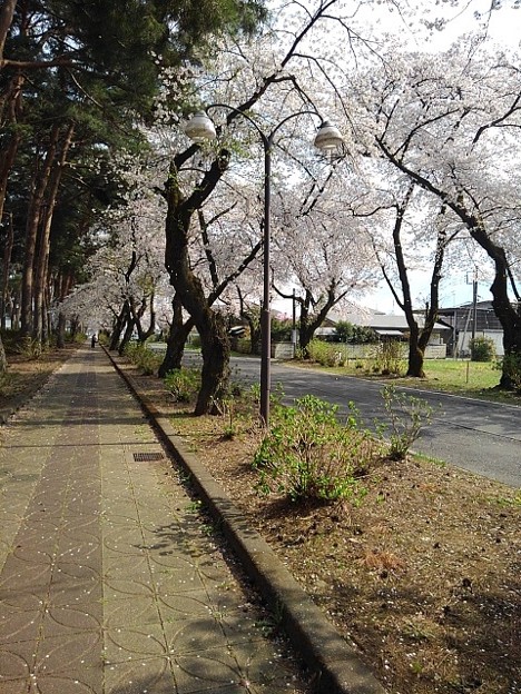 烏ヶ森公園の桜のある道（4月2日）
