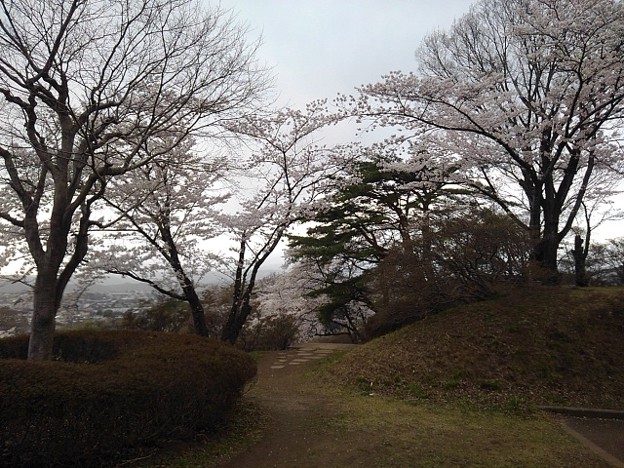 長峰公園の丘の頂上の桜（3月29日）