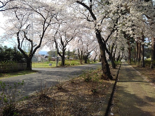 烏ヶ森桜ロード（4月2日）
