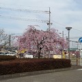 駅前桜通り（3月31日）