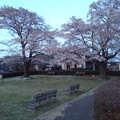 写真: 小さな公園の桜（4月4日）