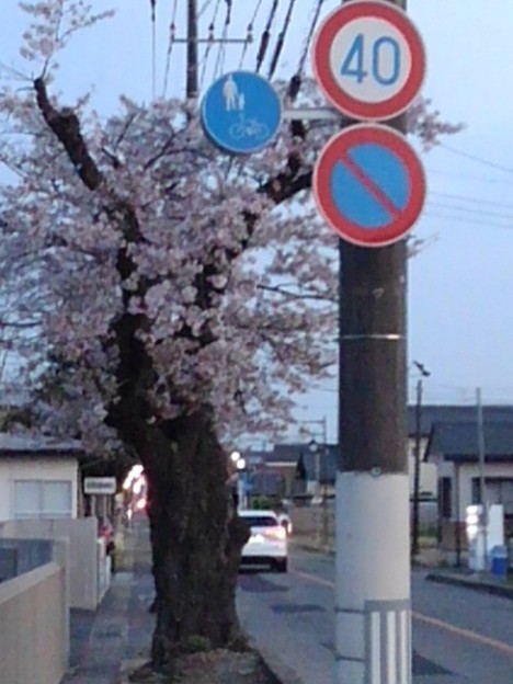 道路の桜（4月4日）
