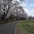 長峰公園の桜のトンネル（3月29日）