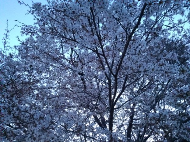 写真: 夕方の桜（4月4日）