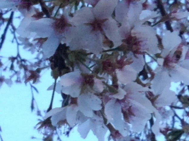 写真: 夕方の時間に撮影した桜の花（4月4日）