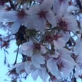 夕方の時間に撮影した桜の花（4月4日）