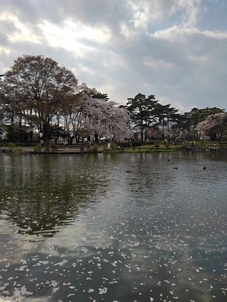 烏ヶ森公園の桜が散り始めた池（4月2日）