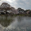 写真: 烏ヶ森公園の桜が散り始めた池（4月2日）