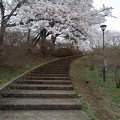 長峰公園の丘の階段・上り（3月29日）