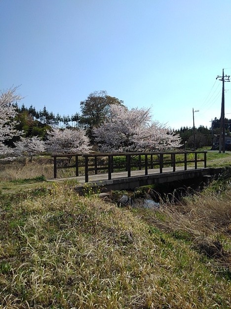 桜の木と小川の橋（4月3日）