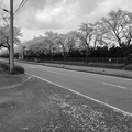 桜のある道路・モノクロ（4月2日）